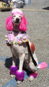 Painted Poodle